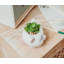 Plante grasse artificielle 5,5 po en pot Disney Petite Seedling