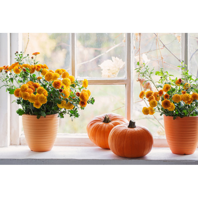 Chrysanthemums And Pumpkins On Old White Windowsill by Maya23K - Wrapped Canvas Print, 20cm H x 30cm W x 3.8cm D