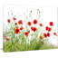 Poppies on White Background' Photographic Print-19407384-33311222