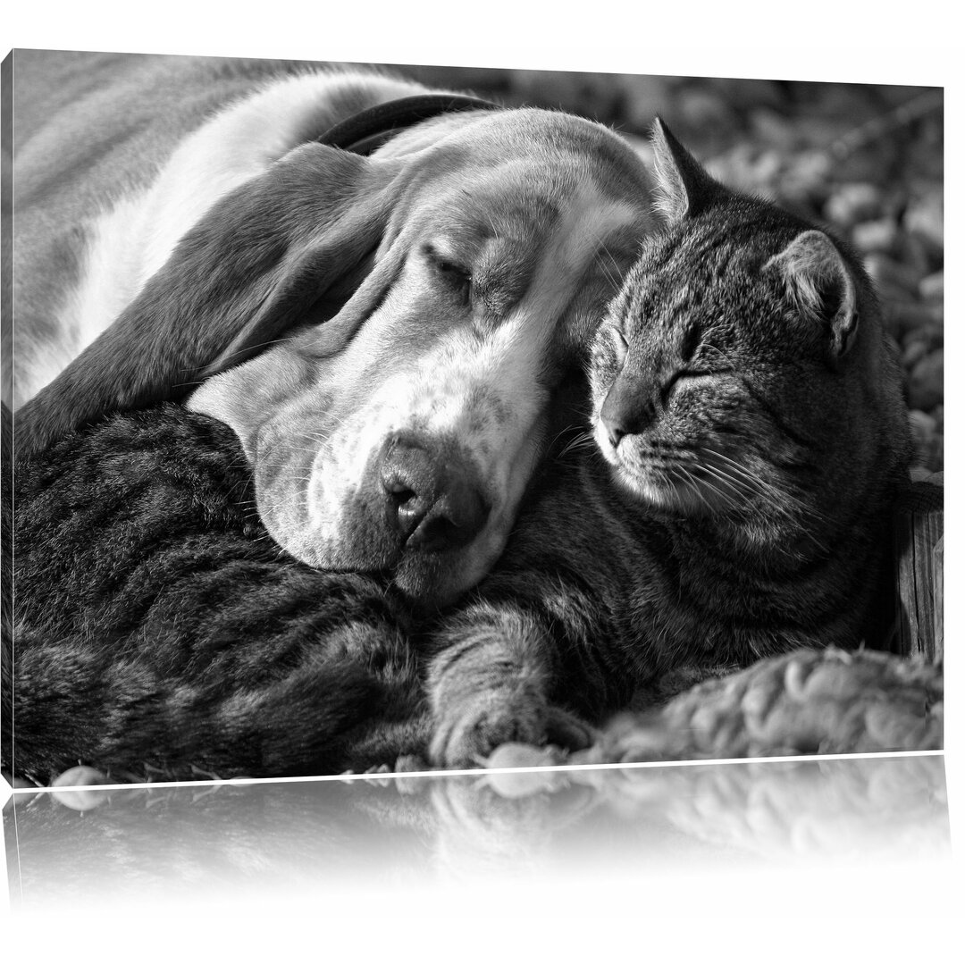 Leinwandbild „Katze und Hund kuschelnd“, Fotodruck