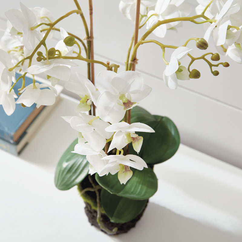 Conservatory Phalaenopsis Drop-in, White