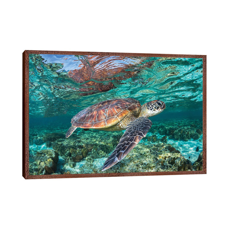 The Reef Wanderer by Jordan Robins - Print on Canvas, 101.6 cm H x 66.04 cm W, Brown Framed
