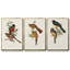 Elegant Trogons I 3 pièces-97795612-97795613
