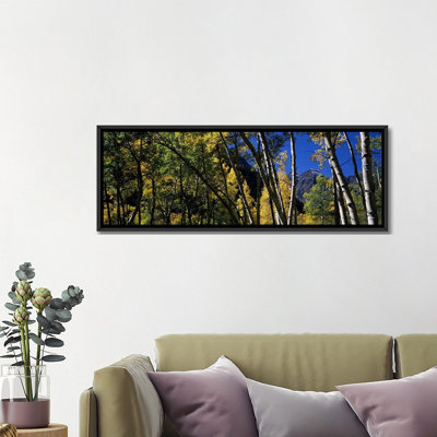 " Aspen Trees With Mountains In The Background, Maroon Bells, Aspen, Pitkin County, Colorado, USA " by Panoramic Images