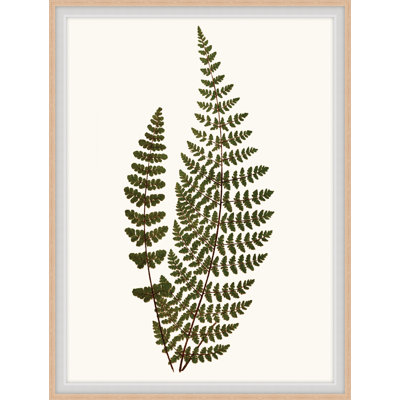 Elevated Undergrowth 6 Framed Print