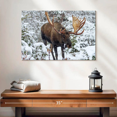Brampt Moose In Winter