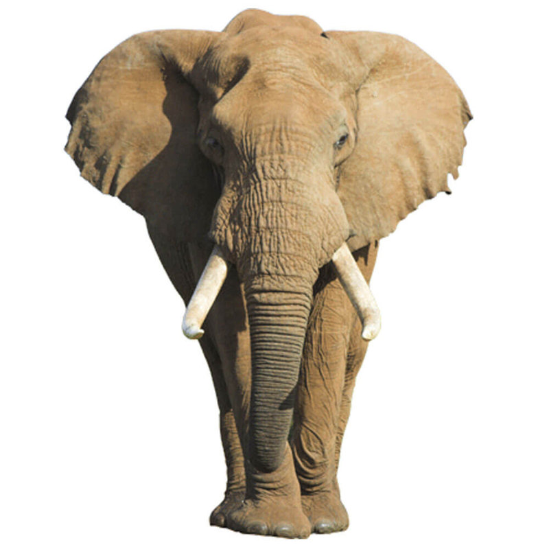 Animals Non-Wall Damaging Wall Decal, 48" H x 37" W