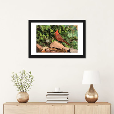 « northern cardinal masculin, santa rita montagnes, arizona », reproduction de photo sur toile