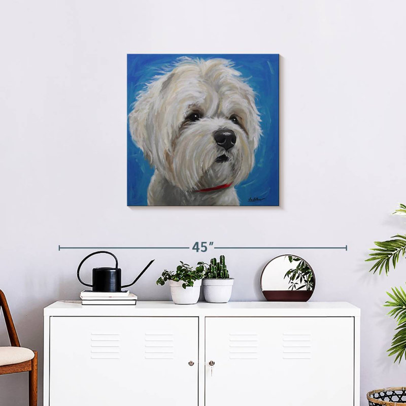 Brampt Maltese Shih Tzu Pipa