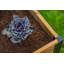 Lit de jardin surélevé en bois à compostage trou de serrure 6 pi x 6 pi Mezza