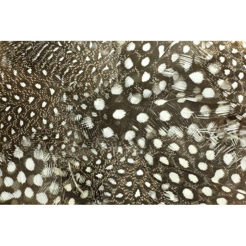 Guinea Fowl Feathers - Wrapped Canvas Print, 20cm H x 30cm W