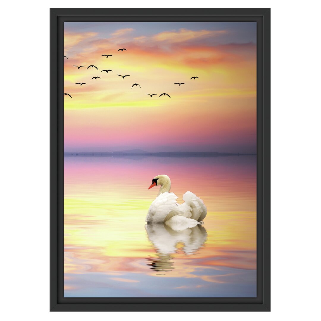 Gerahmtes Wandbild Schwan bei Sonnenuntergang