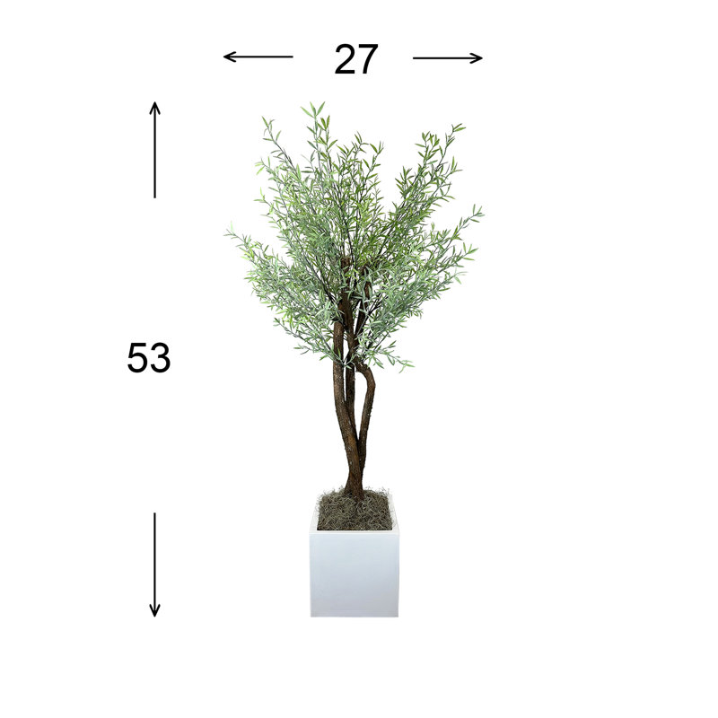 Green Myrtle Tree in White Pot