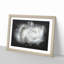 White Rose - Picture Frame Graphic Art Print-56863685-56863690