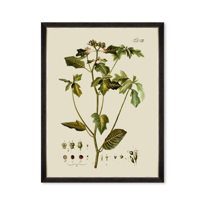 BOTANICAL IV