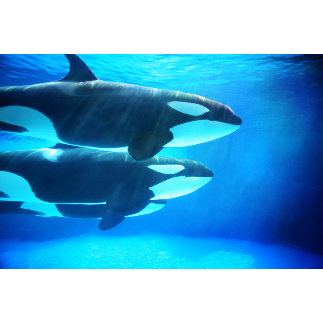 Orca-Wale unter Wasser - Leinwandbild