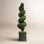 SPIRAL BOXWOOD IN A PLANTER