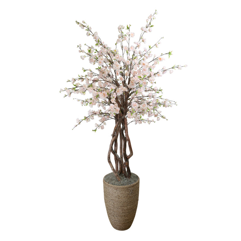 Cherry Blossom and Dragon Wood Tree in Rope Pot