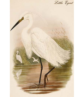 Petite aigrette-impression d’art graphique