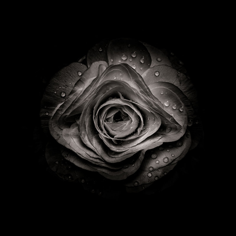 Black And White Begonia V by Brian Carson - Wrapped Canvas Print, 30cm H x 30cm W