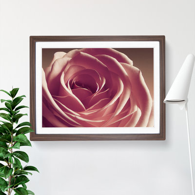 Beguiling Rose Flower - Single Picture Frame Print