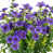 Violet 16 bundles