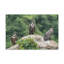 Vautour groupe de vautours impression d'art mural-1323018412