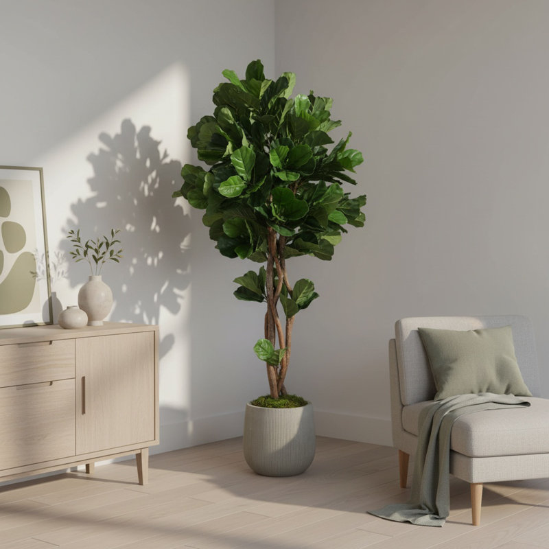 Fiddle Leaf Tree in Fiberstone Pot