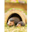 Hard Animals UV Resistant Plastic Garden Statue