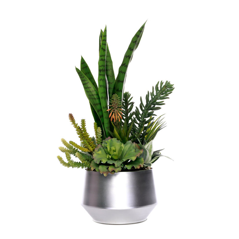 Plante grasse 29 po en pot