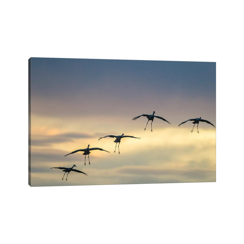 USA, New Mexico, Bosque Del Apache National Wildlife Refuge. Sandhill Cranes Landing At Sunset. by Jaynes Gallery - Wrapped Canvas Gallery-Wrapped Canvas Giclée
