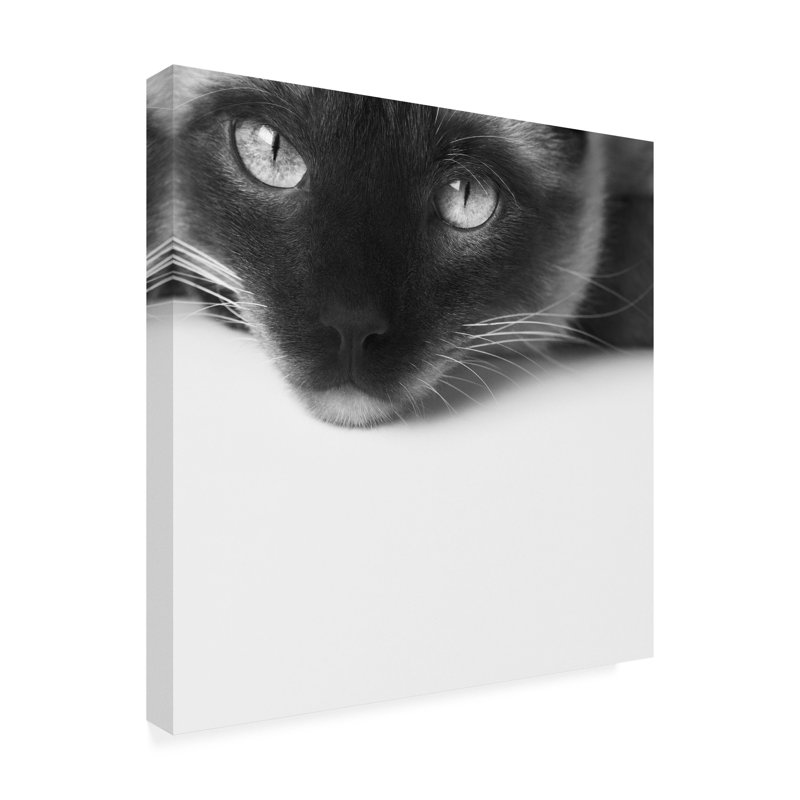 Reproduction de photo sur toile, "no stress Siamese" par Jon Bertell