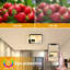 Square 33Cm LED Flush Mount With Remote