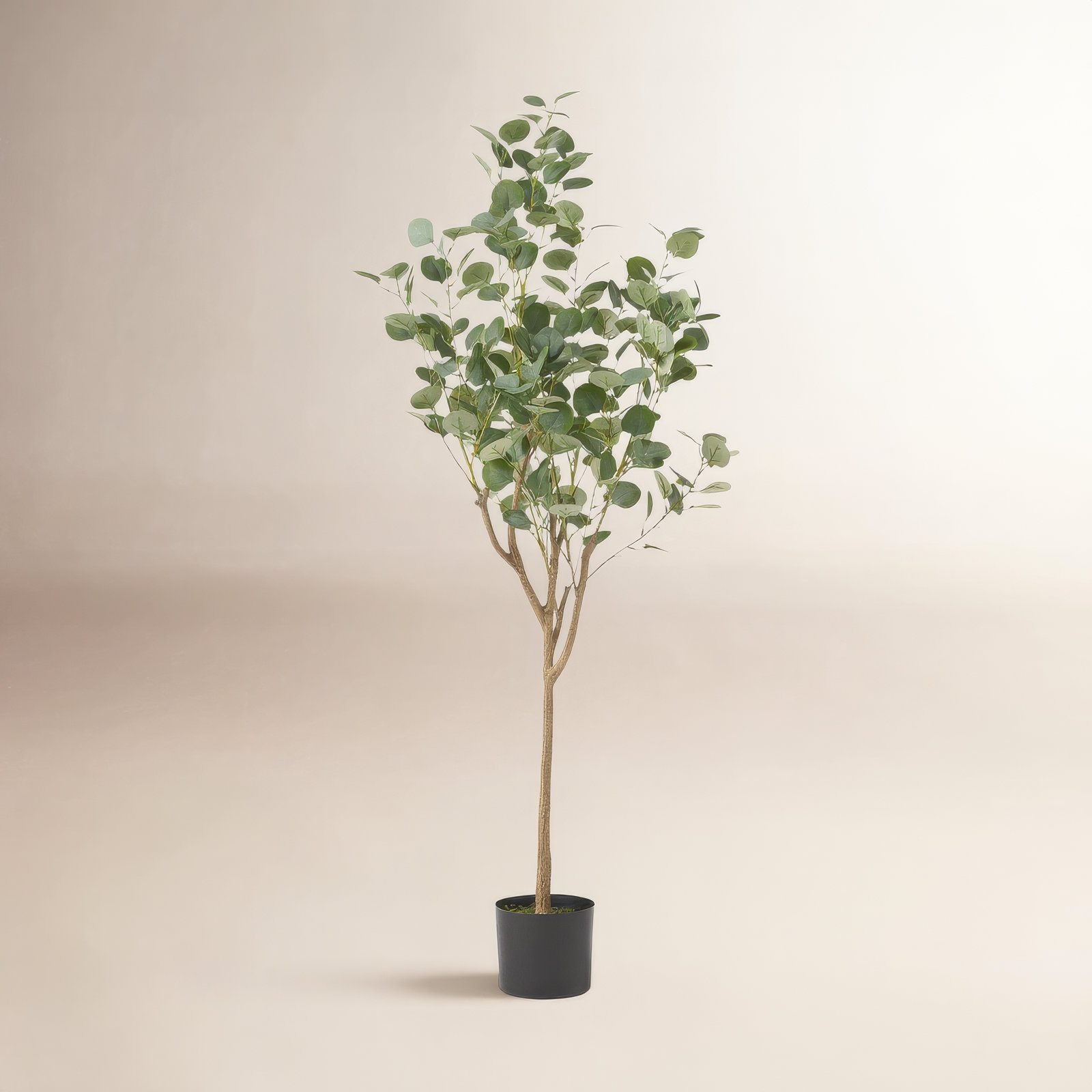 Aanya 71" Eucalyptus Tree in Pot, 59" H x 23" W x 23" D