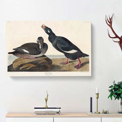 Velvet Duck by John Audubon - Wrapped Canvas Painting