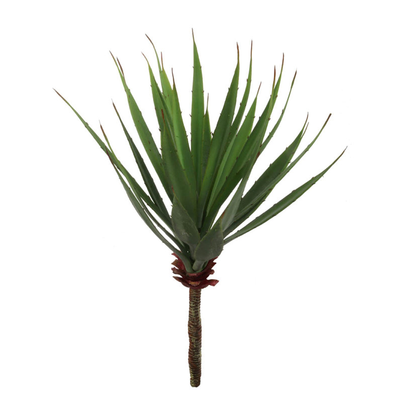 Plante grasse de 17 po de hauteur