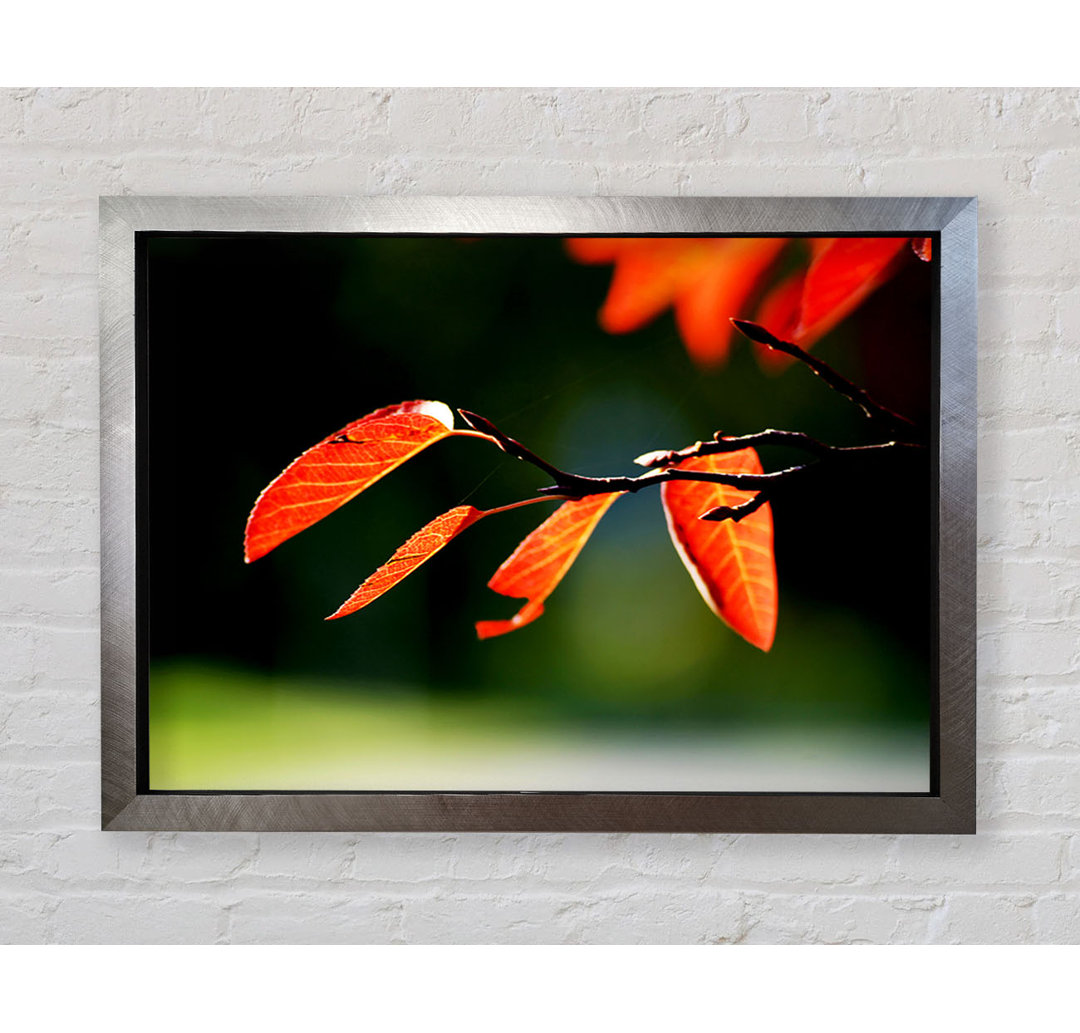 Orange Leaves In Sunlight - Einzelner Bilderrahmen Kunstdrucke