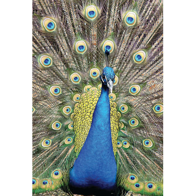Peacock - No Frame Print on Wood