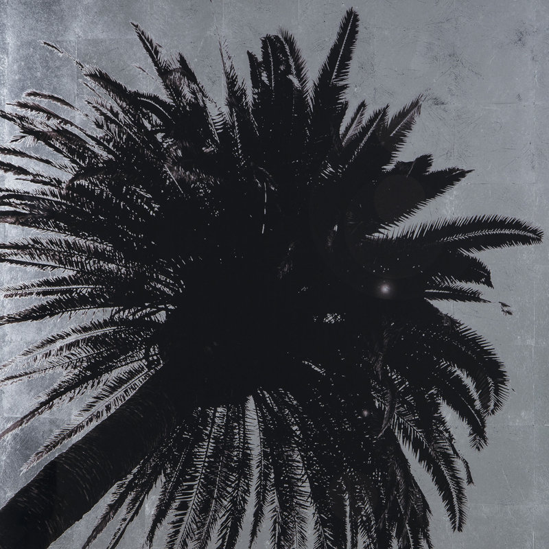 Silver Leaf Palm Tree C Print