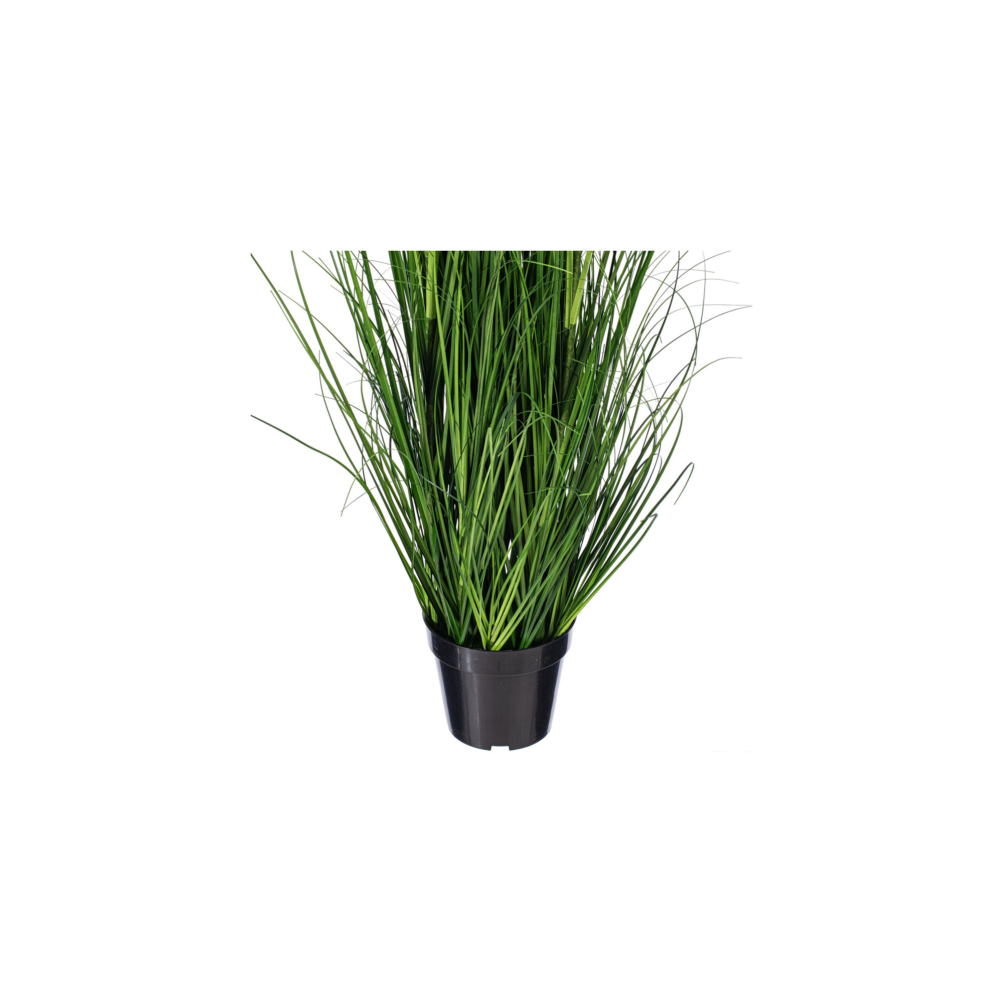 Potted Green Lemongrass., 24" H x 6" W x 6" D