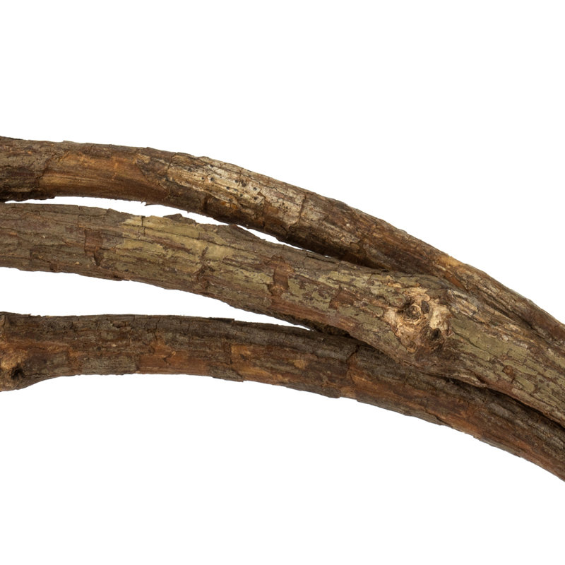 Tranca Vine Plant