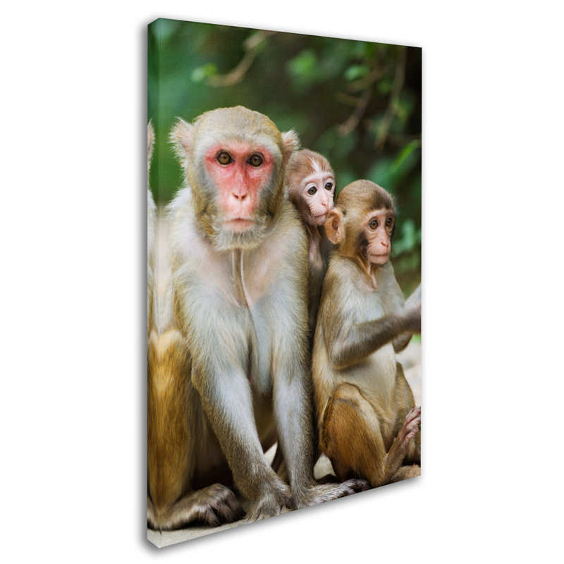 Ann 'Monkey' Photographic Print on Wrapped Canvas, 24" H x 16" W