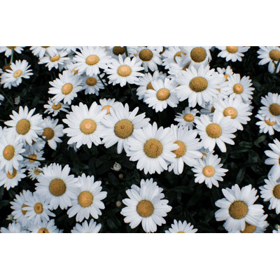 Marguerites - photographie sur toile tendue