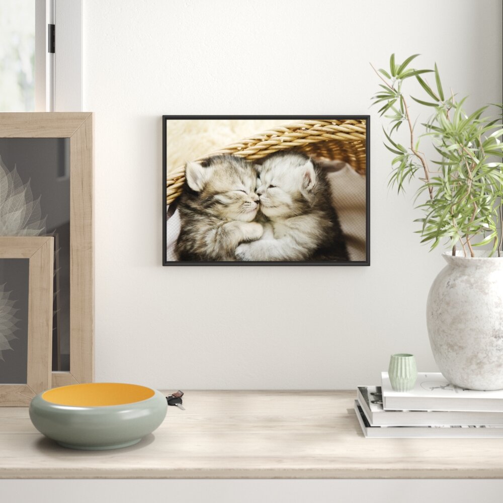 Gerahmtes Wandbild Baby Katze