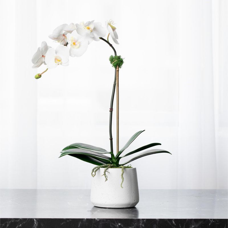 Silk Orchid Arrangement, White