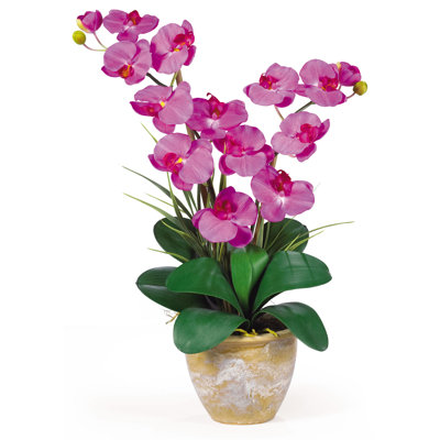 Orchid Arrangement in Pot