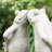 15.25''H Resin Two Kissing Frog Statue
