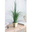 Plante de sol en pot