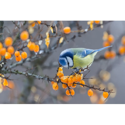 Blue Tit Bird - Wrapped Canvas Print