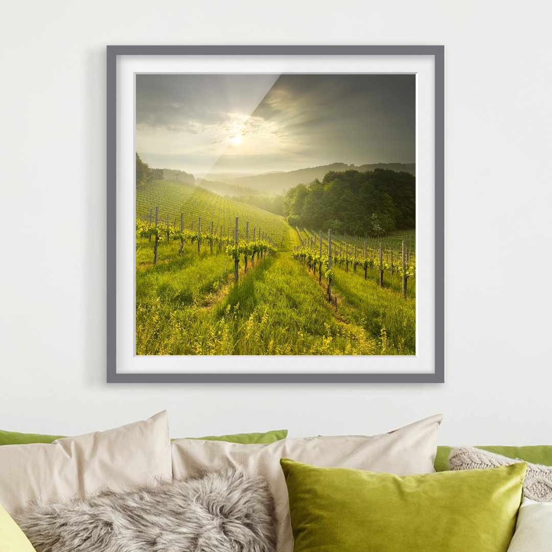 Gerahmtes Poster Vineyard Sunbeams